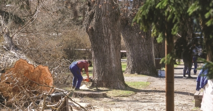 Kivágtak négy beteg, közveszélyes nyárfát